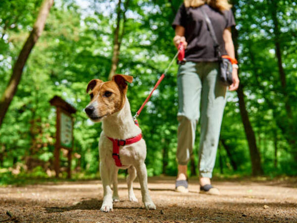 Picture of dog being walked